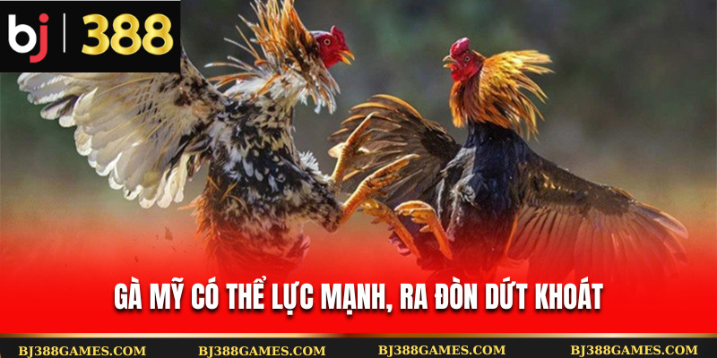 Gà Mỹ có thể lực mạnh, ra đòn dứt khoát