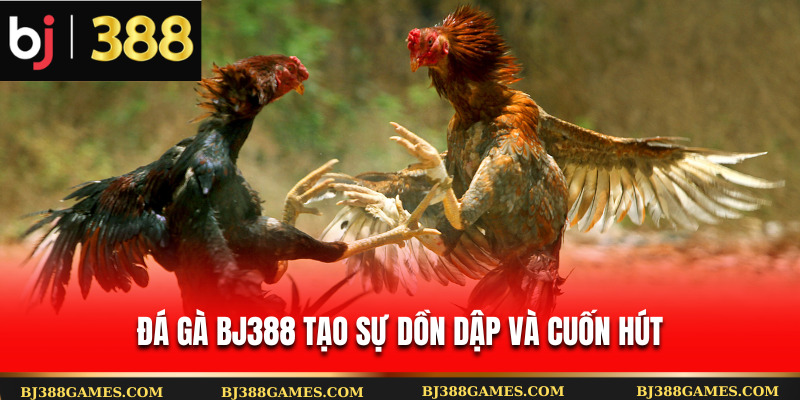 Đá gà Bj388 tạo sự dồn dập và cuốn hút