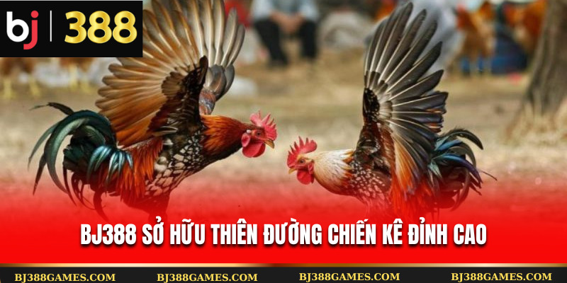 Bj388 sở hữu thiên đường chiến kê đỉnh cao