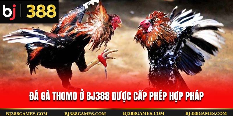 Đá gà Thomo ở Bj388 được cấp phép hợp pháp