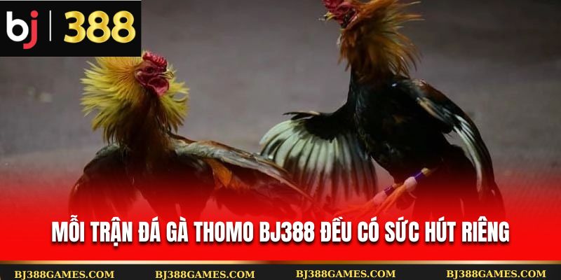 Mỗi trận đá gà Thomo BJ388 đều có sức hút riêng