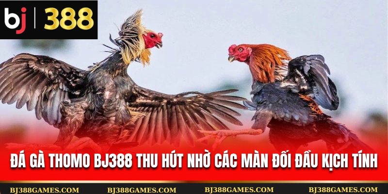 Đá gà Thomo BJ388 thu hút nhờ các màn đối đầu kịch tính