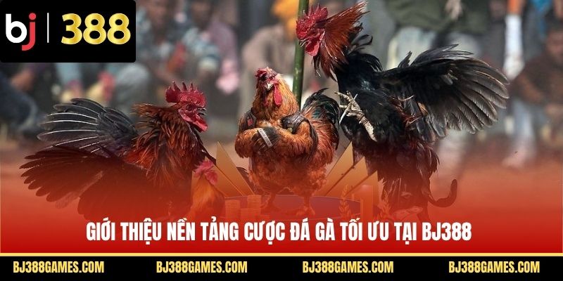 Giới thiệu nền tảng cược đá gà tối ưu tại BJ388